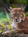 Eurasian Lynx in the Wilderness by Triki Photography thumbnail
