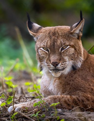 Euraziatische Lynx in de Wildernis