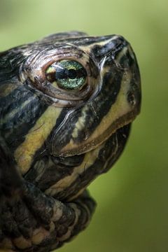 Schildpad von Kim van Dijk