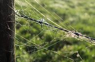 Spinnenweb en prikkeldraad van Kees van der Rest thumbnail