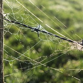 A spider's web wrapped around barbed wire von Kees van der Rest