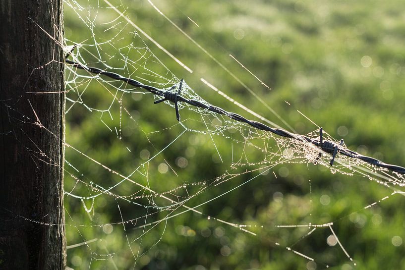 Spinnenweb en prikkeldraad van Kees van der Rest