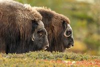 Musk ox at Norway in autumn colours
