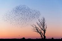 Spreeuwen tijdens zonsonderdang die zich verzamelen zich voor de nacht.
