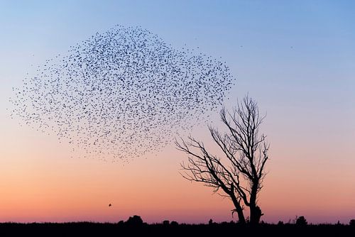 Starlings during sunset gathering for the night.