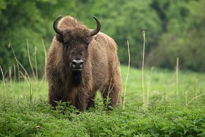 Bison d'Europe (Bison bonasus)