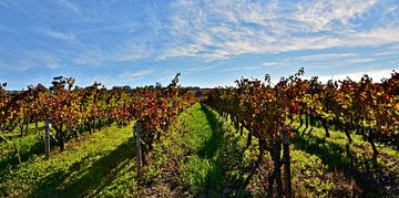 Wijngaarden in herfstkleuren van Werner Lehmann