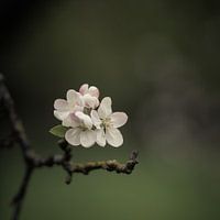 Blüte