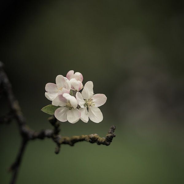 Blossom by Van Renselaar Fotografie