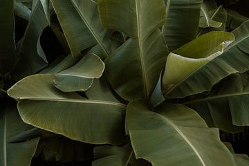 Bananenbladen op Madeira van Renate Smit Photography