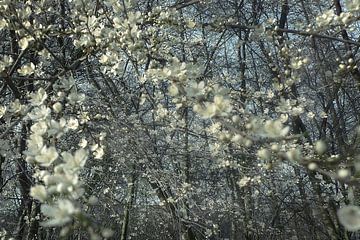 Fleur de printemps sur Marianna Pobedimova