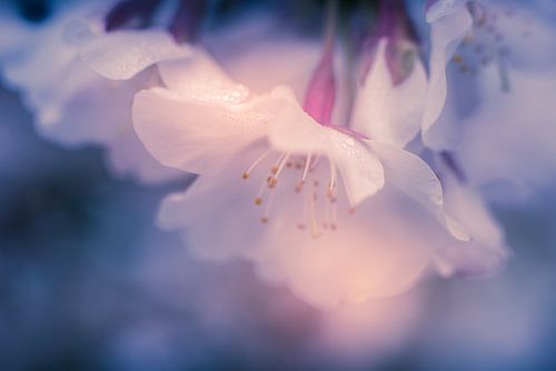 Dromerige bloemen