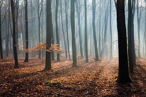 Un matin brumeux dans la forêt d'automne sur le Veluwe ! sur Peter Haastrecht, van