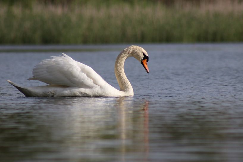 Mute Swan by John Kerkhofs