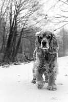 Winter wonderland spaniel