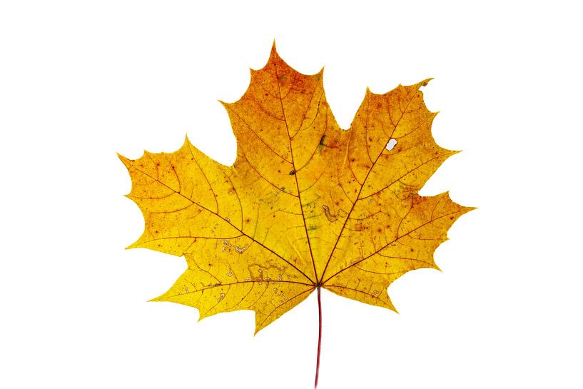 Ahornlaub im Herbst von Roland Brack