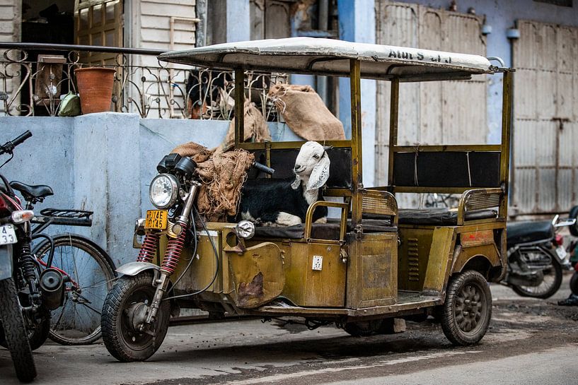 Geit in tuktuk |  Jaipur India | Reis fotografie van Lotte van Alderen