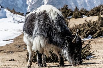 Een Yak uit de Himalaya