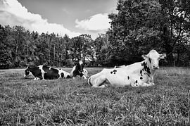 Zomermiddag - Koeien in een Hollandse Wei van Ruud Verhoosel
