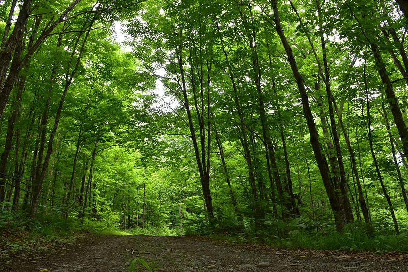Eine Landstraße im Sommer von Claude Laprise