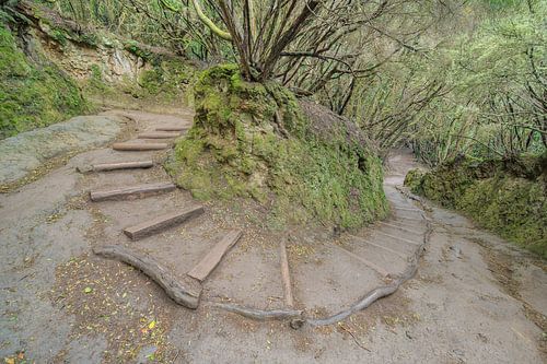 Tenerife hiking trail in the laurel forest in the Anaga mountains