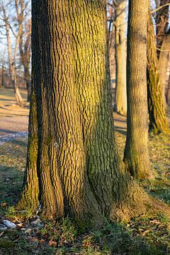 Baumstamm im Abendlicht 1