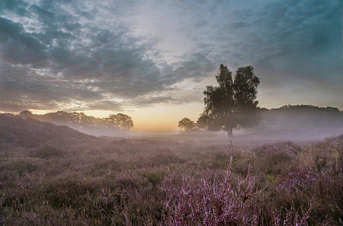 Bruyère en fleurs au lever du soleil dans les dunes de Gaster sur John Leeninga