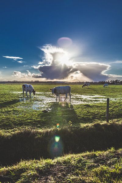 Koeien in het lente zonnetje, van Stefan Lucassen