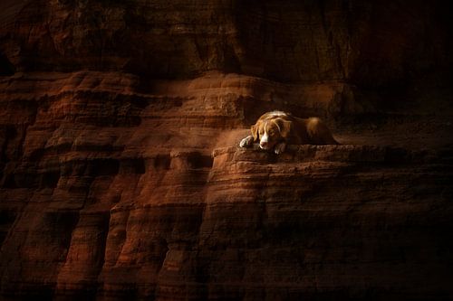 Carved in Stone van Nanuq Dog Photography