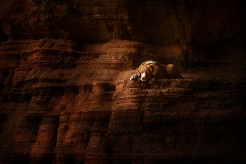Carved in Stone by Nanuq Dog Photography