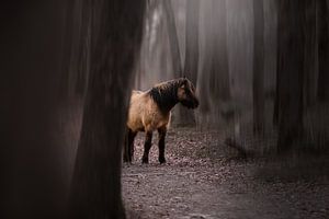 Wilde pony in het bos van Kim van Beveren