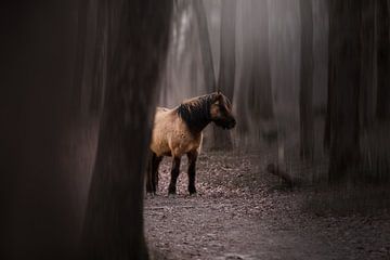 Wilde pony in het bos van Kim van Beveren