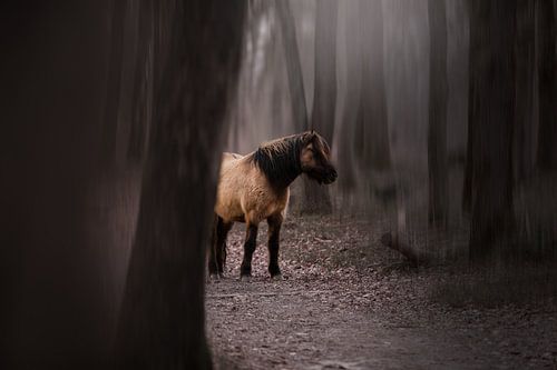 Wilde pony in het bos
