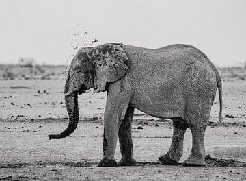 Elefant kühlt sich ab an einem Wasserloch in Namibia, Afrika von Patrick Groß