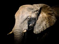 Portret wilde olifant.