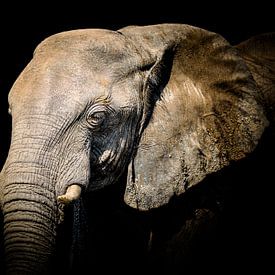 Portret wilde olifant. van Omega Fotografie