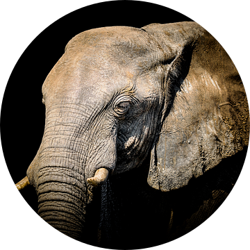 Portret wilde olifant. van Omega Fotografie