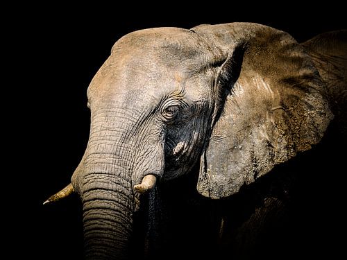 Portret wilde olifant.
