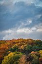Herfstkleuren op de Balenberg van Jim De Sitter thumbnail