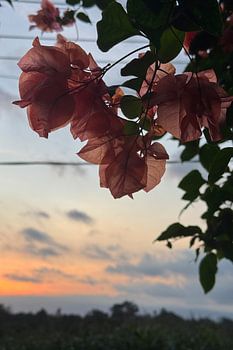 Fijne bougainvillea bloemen bij zonsondergang in Bali