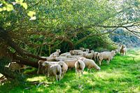 Moutons, Cotswolds (Angleterre)