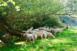 Schapen, Cotswolds (Engeland) van Leendert de Vink