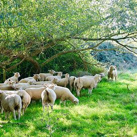 Moutons, Cotswolds (Angleterre) sur Leendert de Vink