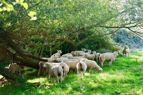 Sheep, Cotswolds (England)