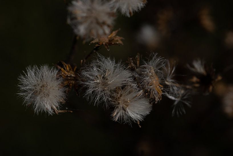 Dark shades with a little hint of light by Foto Studio Labie