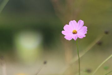 Einsame rosa Blume von Daniëlle Eibrink Jansen