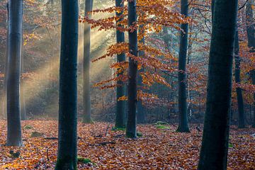 Beech tree in autumn foliage with sunbeam by Ate de Vries