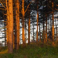 Naaldbomen in de duinen