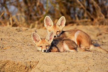 Indian foxes by Herman van Egmond