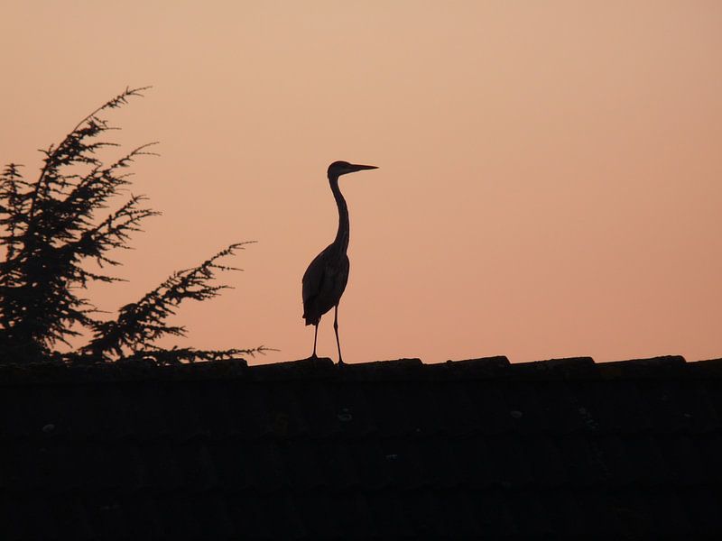 Reiger op dak by Eduard Camping
